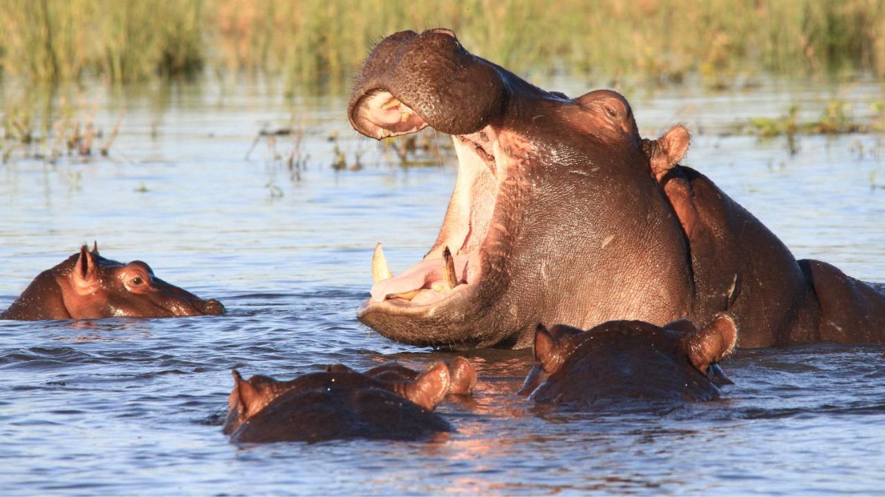 Chobe Marina Lodge Kasane Εξωτερικό φωτογραφία